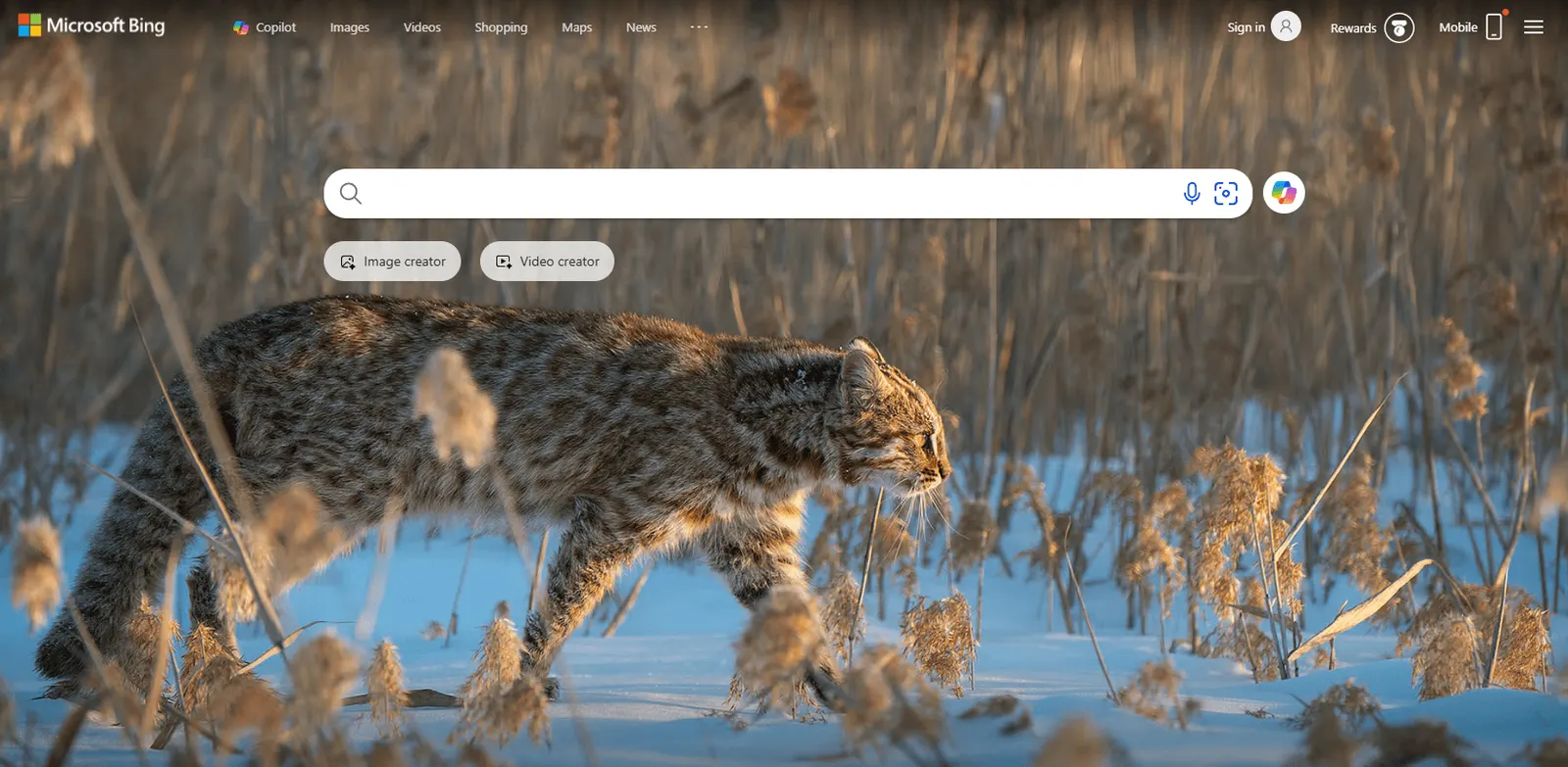 Bing homepage with a search bar over a photo of a wild cat in snowy grass